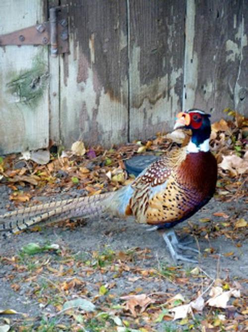 Expanding the Family Business: Talbot Pheasants